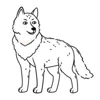 a gray wolf stands on a white background. contour image. Vector illustration with cute forest animals in cartoon style.