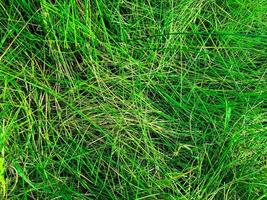 Green lawn texture background. top view. wallpaper for design photo