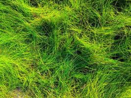Green lawn texture background. top view. wallpaper for design photo