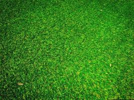 Top view of green grass texture background. Element of design. photo