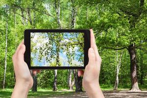 Fotografías naturalistas ramita de abedul en el bosque foto