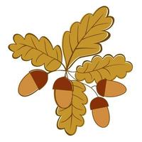 Oak branch with acorns. Vector isolated illustration.