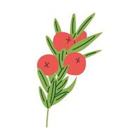 Juniper branch. Thanksgiving Day collection. Flat vector illustration