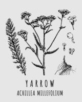 Vector drawings of Yarrow. Hand drawn illustration. Latin name ACHILLEA MILLEFOLIUM L.