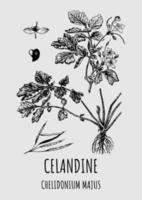 Vector drawings of CELANDINE. Hand drawn illustration. Latin name CHELIDONIUM MAJUS.
