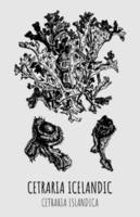 dibujos vectoriales de cetraria islandesa. ilustración dibujada a mano. nombre latino cetraria islandica. vector