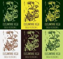 Set of vector drawings of Elecampane high in different colors. Hand drawn illustration. Latin name INULA HELENIUM L.