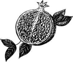 Vector sketch of a tropical pomegranate fruit on a transparent background, stock illustration on a horticultural theme. It is used for menus, advertisements and covers, food illustrations.