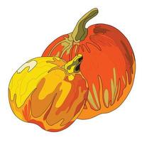 pumpkin plants illustration in doodle style vector