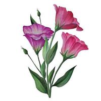 bouquet of eustoma flowers vector