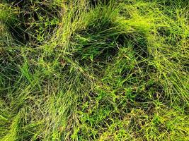 Green lawn texture background. top view. wallpaper for design photo