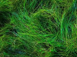 Green grass texture background for work with copy space photo