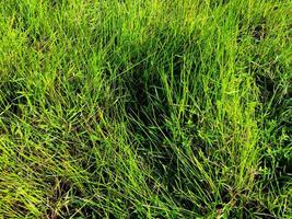 Green grass texture wall space background. fresh foliage in the outdoor photo