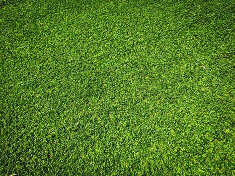 Top view of green grass texture background. Element of design. photo