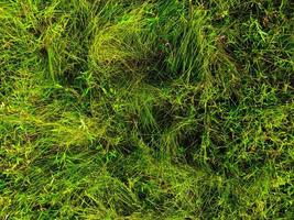 Green lawn texture background. top view. wallpaper for design photo