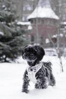 Portrait of black Russian colored lap dog phenotype on a background of coniferous forest with castle at wintertime. photo