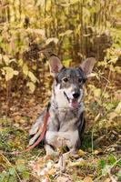 Portrait of brown and white short-haired mongrel dog is sitting on autumn grass and leaves during a walk in a park. photo