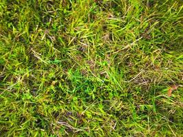 Green grass texture background for work with copy space photo