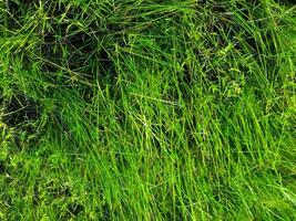 Green lawn texture background. top view. wallpaper for design photo
