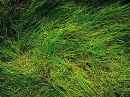 Green lawn texture background. top view. wallpaper for design photo