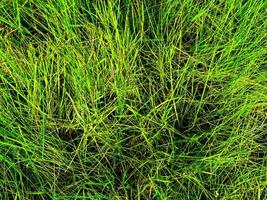 Green lawn texture background. top view. wallpaper for design photo