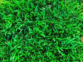 Fondo de espacio de pared de textura de hierba verde. follaje fresco al aire libre foto