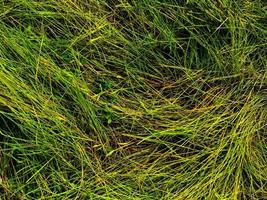 Green lawn texture background. top view. wallpaper for design photo
