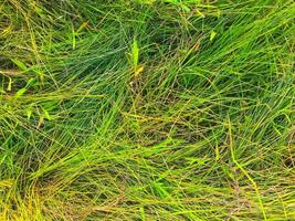 Green lawn texture background. top view. wallpaper for design photo