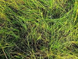 Green lawn texture background. top view. wallpaper for design photo