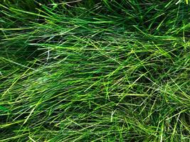 Green grass texture background for work with copy space photo