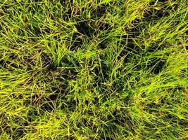 Green lawn texture background. top view. wallpaper for design photo