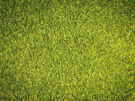 Beautiful green grass pattern from golf course for background. Copy space for work and design, Top view photo