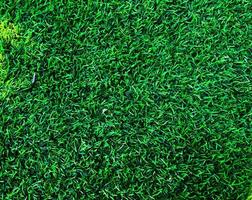 Closeup view of green grass soccer field background. Wallpaper for work and design. photo