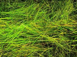 Green grass texture background for work with copy space photo