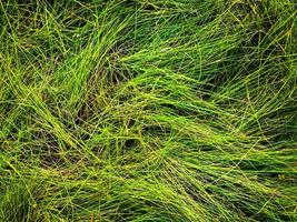 Green lawn texture background. top view. wallpaper for design photo