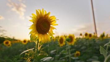 Blumen einer Sonnenblume Nahaufnahme in der Tagessonne auf einem Feld im Abendlicht. konzept der landwirtschaft und produkte aus samen. video