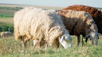 mandria pecora in piedi e pascolare bellissimo campo. agricoltura e bestiame allevamento. lento movimento video