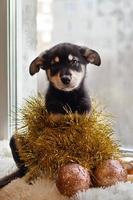 Adorable little black and tan puppy is sitting on a white plaid with Christmas decorations near a window. photo