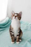 Portrait of small white tabby kitten with green eyes in sunlight on a blue blanket near to window. photo