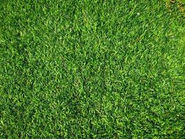 Closeup view of green grass soccer field background. Wallpaper for work and design. photo