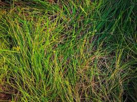 Green lawn texture background. top view. wallpaper for design photo