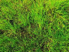 Green grass texture wall space background. fresh foliage in the outdoor photo