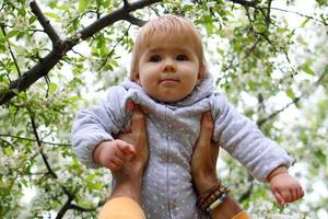 Happy cute little baby girl in fathers hands on background of blooming garden with apple trees. photo