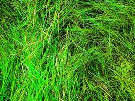 Green grass texture background for work with copy space photo