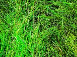 Green grass texture background for work with copy space photo