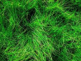 Green lawn texture background. top view. wallpaper for design photo