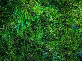 Green grass texture background for work with copy space photo