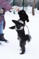 perro de alimentación por parte de los propietarios. fenotipo de perro faldero de color ruso negro para un paseo en invierno. foto