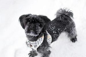 retrato de fenotipo de perro faldero de color ruso negro con copos de nieve en la cara sobre un fondo de nieve en invierno. foto