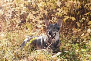 Portrait of brown and white short-haired mongrel dog on autumn grass and leaves. photo